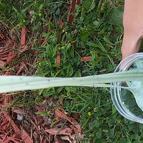 Slime - Picture 3 of 3